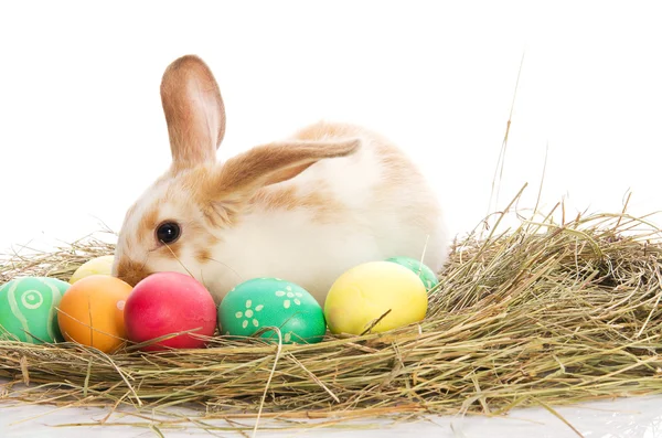 Conejo de Pascua con huevos de colores en el heno — Foto de Stock