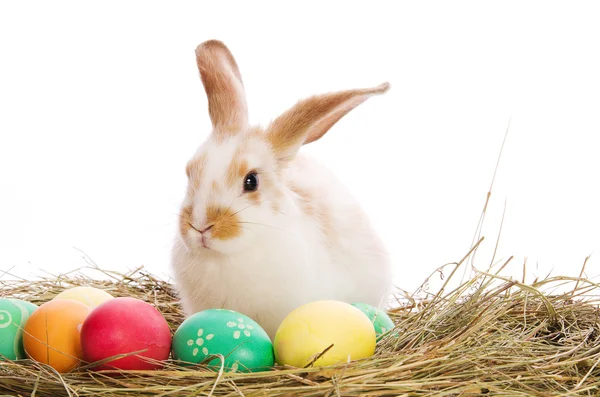 干し草の着色された卵のイースターのウサギ — ストック写真