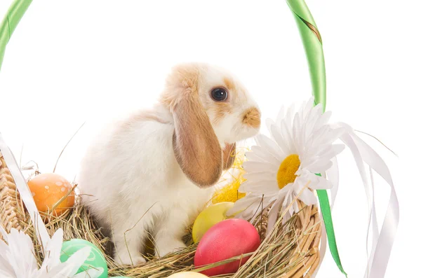 Conejo de Pascua en una cesta con huevos — Foto de Stock