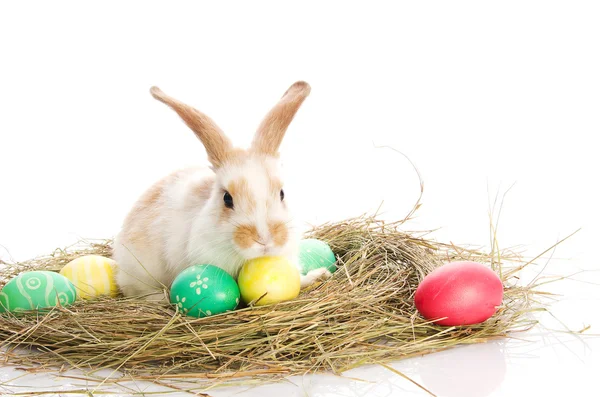 Coniglietto pasquale con uova colorate nel fieno — Foto Stock