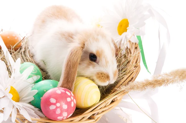 Velikonoční zajíček v koši s vejci — Stock fotografie