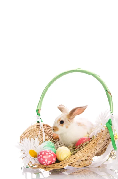 Conejo de Pascua en una cesta con huevos — Foto de Stock