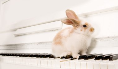 piyano tuşlarında tavşan