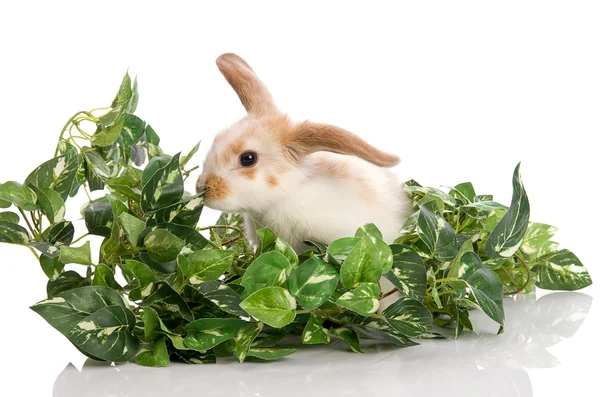 在绿色的叶子的小兔子 — 图库照片