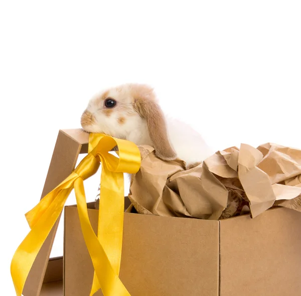 stock image Bunny in a gift box with a yellow ribbon