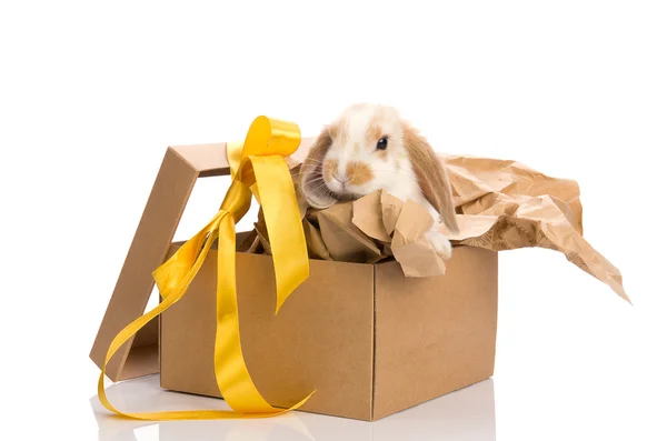 Zajíček v dárkové krabičce s žlutou mašlí — Stock fotografie