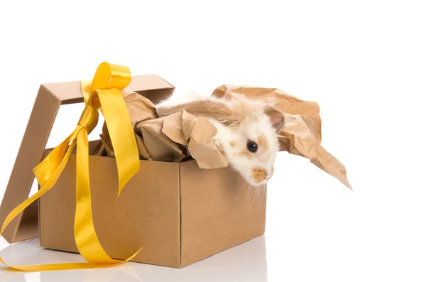 Zajíček v dárkové krabičce s žlutou mašlí — Stock fotografie