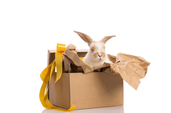 stock image Bunny in a gift box with a yellow ribbon