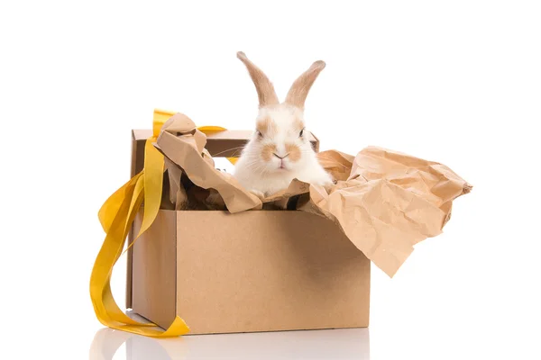 stock image Bunny in a gift box with a yellow ribbon