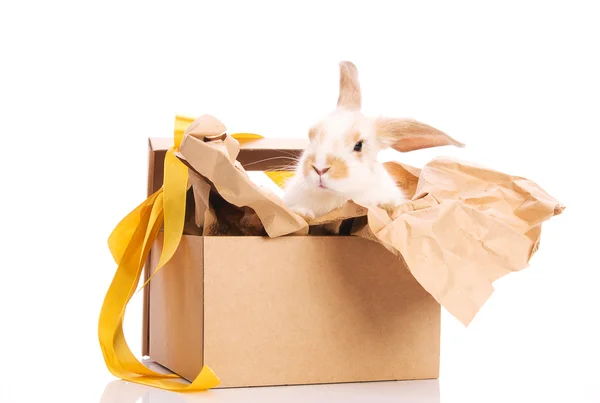 stock image Bunny in a gift box with a yellow ribbon