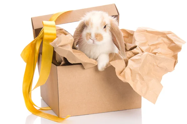 stock image Bunny in a gift box with a yellow ribbon