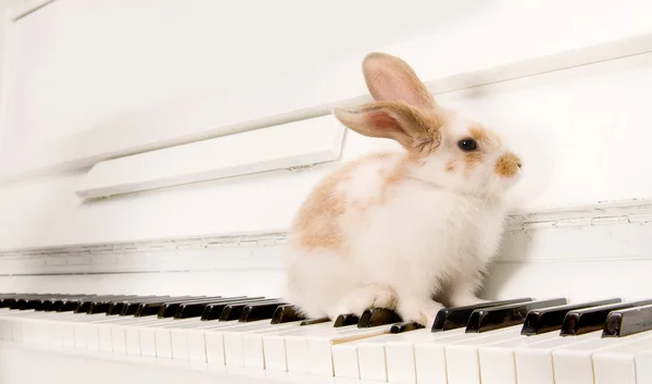 Conejo en las teclas de piano — Foto de Stock
