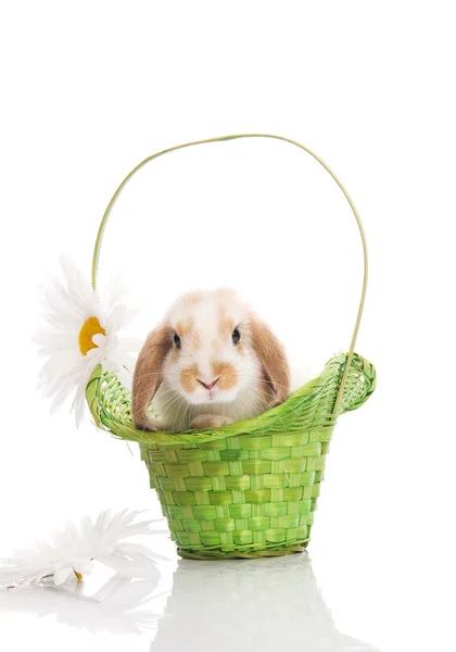 Kaninchen im grünen Korb mit Gänseblümchen — Stockfoto