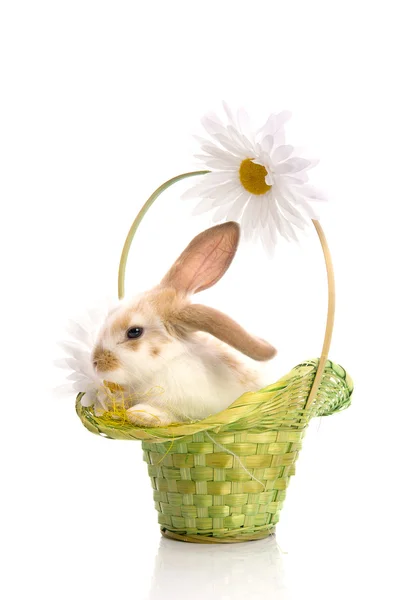Kaninchen im grünen Korb mit Gänseblümchen — Stockfoto