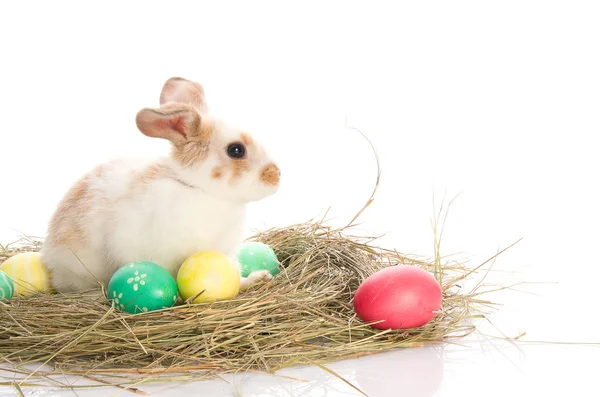 着色された卵のイースターのウサギ — ストック写真