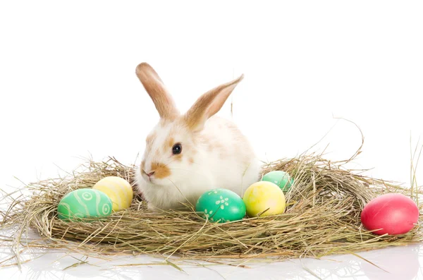 Conejo de Pascua con huevos de colores — Foto de Stock