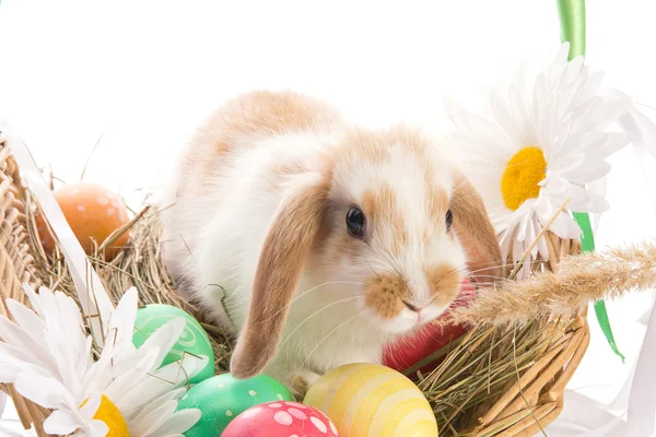Coniglietto di Pasqua in un cesto con uova e nastri , — Foto Stock