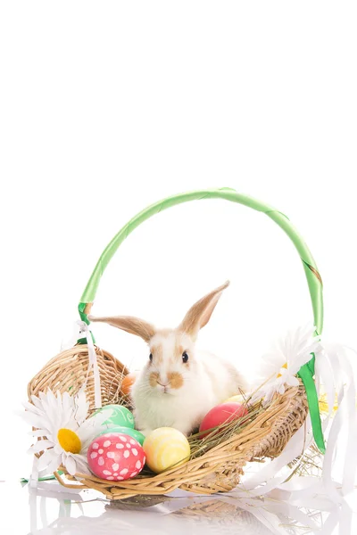 Velikonoční zajíček v koši s vejci a stuhy, — Stock fotografie