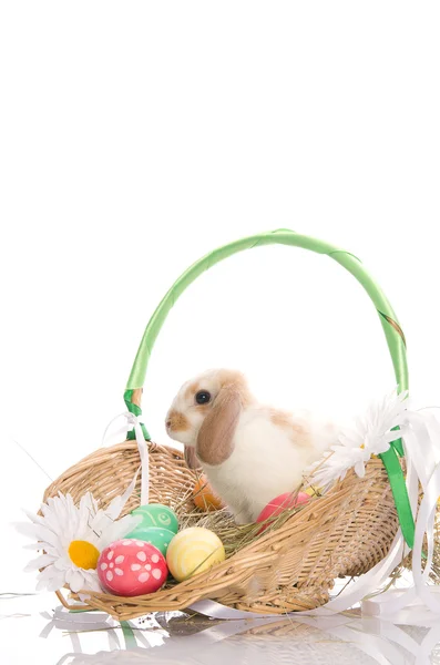 Lapin de Pâques dans un panier avec des œufs et des rubans , — Photo