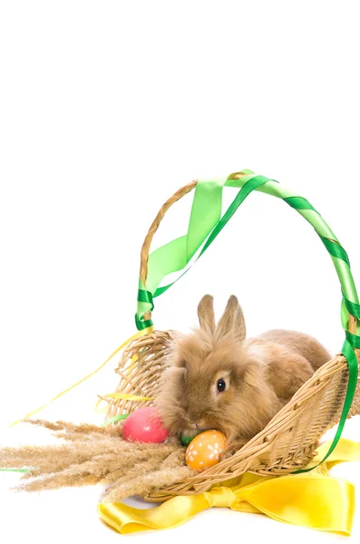Conejo de Pascua en una canasta con huevos y cintas , — Foto de Stock