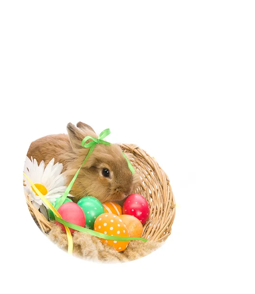 Sepette yumurta ve kurdeleler ile Paskalya tavşanı, — Stok fotoğraf