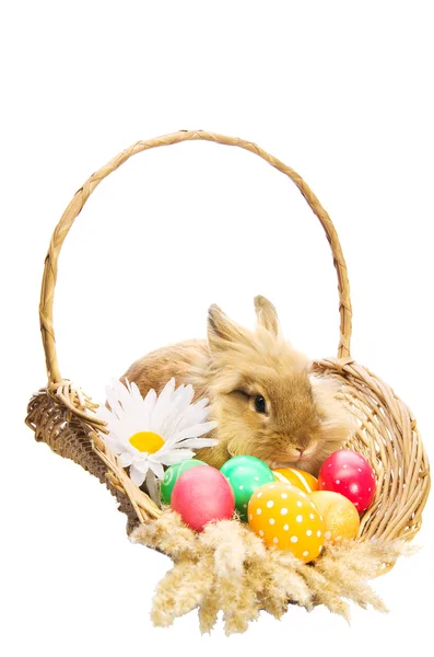 Coniglietto di Pasqua in un cesto con uova e nastri , — Foto Stock