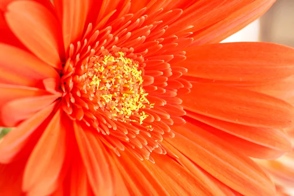 Vermelho gerber daisy closeup — Fotografia de Stock