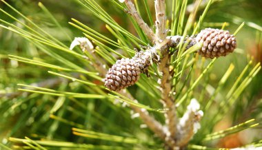 ananas bir şube