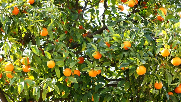 stock image Orange tree