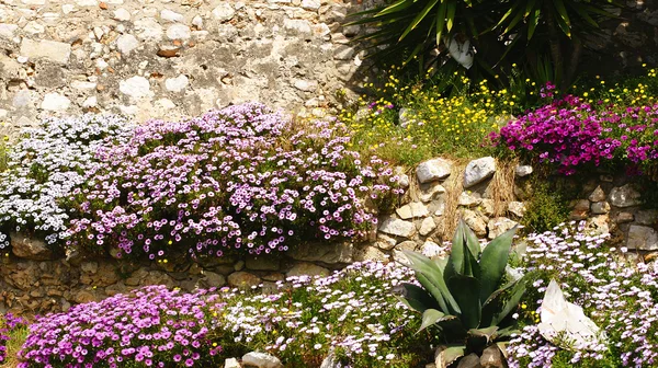 Macizo de flores en Sitges —  Fotos de Stock