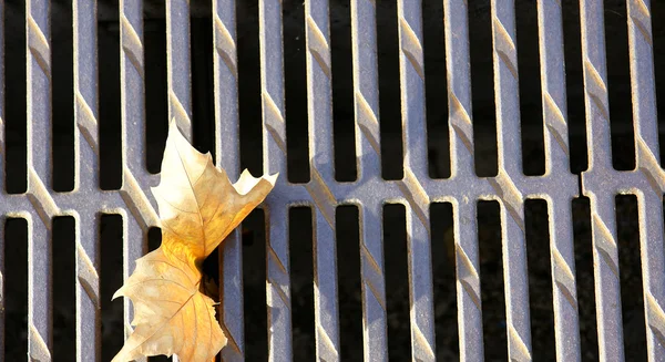 Autumn. Leaf on grid — Stock Photo, Image