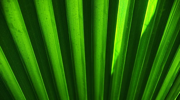 stock image Green texture