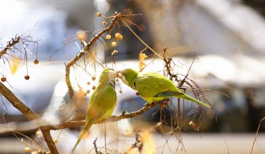 Parrots in a tree clipart