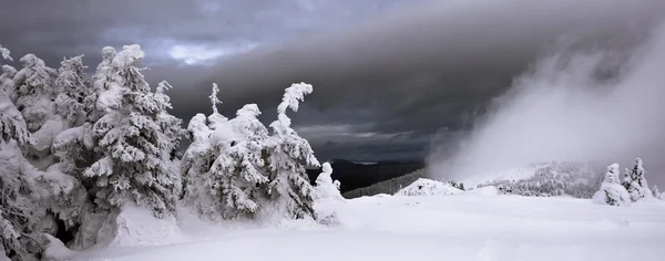 Esmog místico y abetos están en las montañas de febrero — Foto de Stock