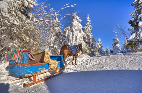 Um cavalo e uma carroça estão nos abetos nevados dos Cárpatos. Imagem De Stock