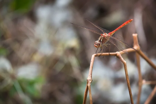 stock image Red dragon-fly on a thin grass