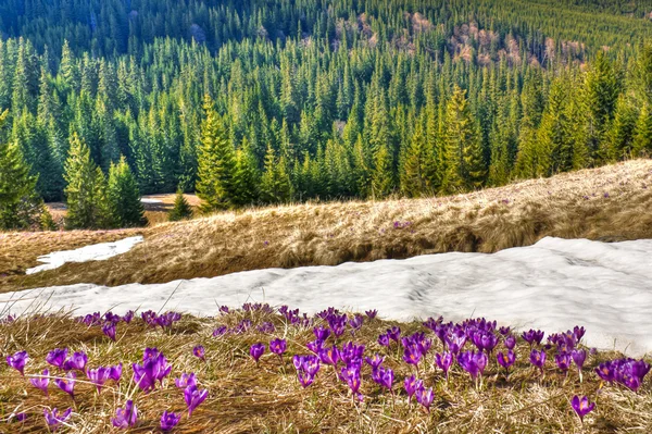 Snow and flowers are in spring mountains — Stock Photo, Image