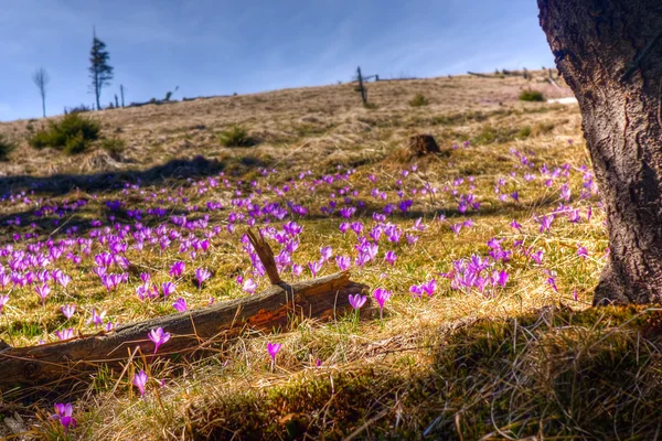 Neve e fiori sono sulle montagne primaverili — Foto Stock