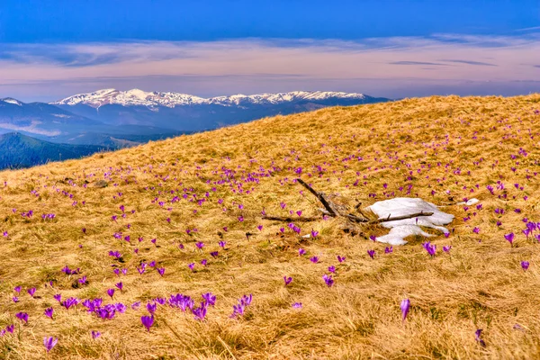 Snow and flowers are in spring mountains of Ukraine — Stock Photo, Image