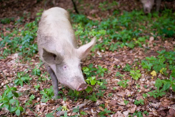 Le cochon mange les feuilles dans la forêt sauvage — Photo