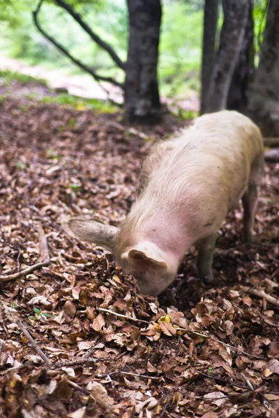 Le cochon mange les feuilles dans la forêt sauvage — Photo
