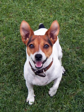 oynak jack russel köpek sana bakmak