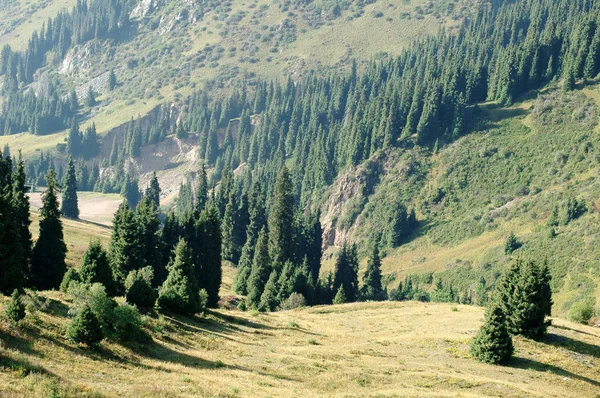 stock image Mountain and forest