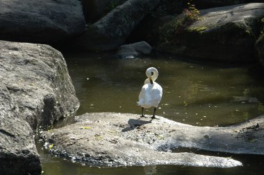 Kuğu.