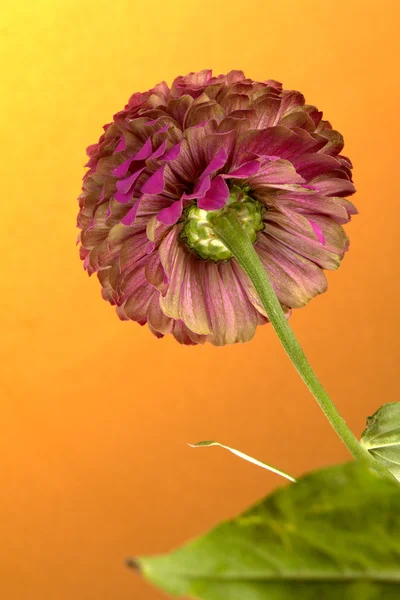 Flor — Fotografia de Stock