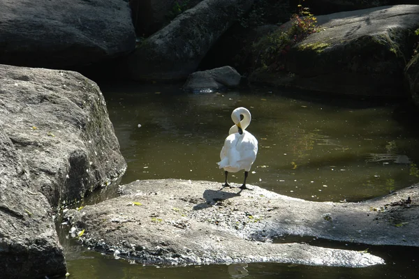 Zwaan — Stockfoto