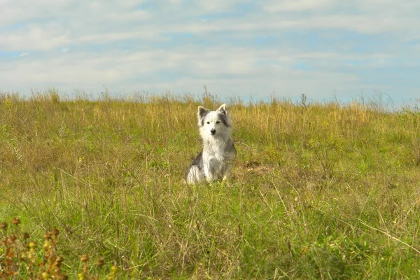 Собака на фоні неба — стокове фото
