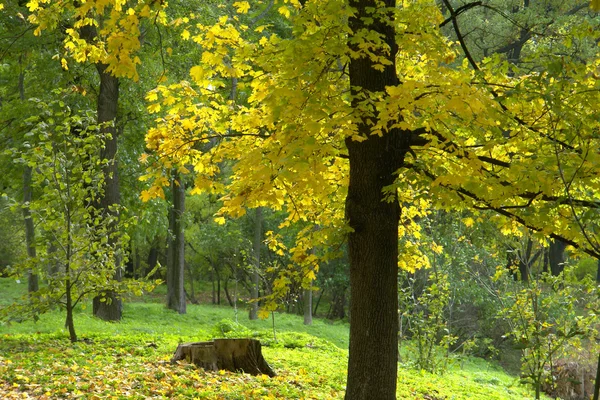 Träd — Stockfoto