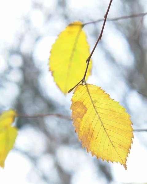 Żółte liście — Zdjęcie stockowe