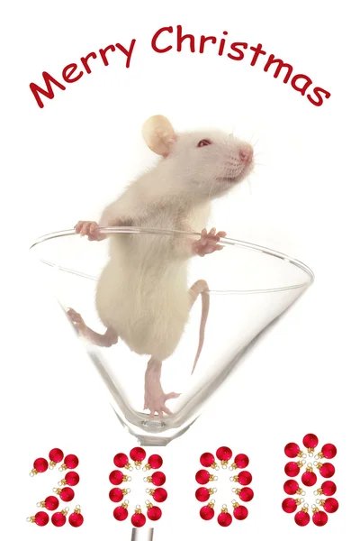 Белая крыса — стоковое фото